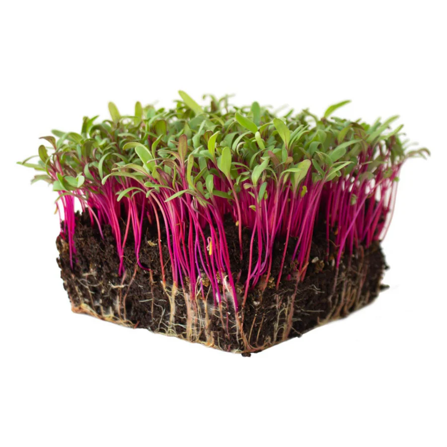 Beetroot Microgreens