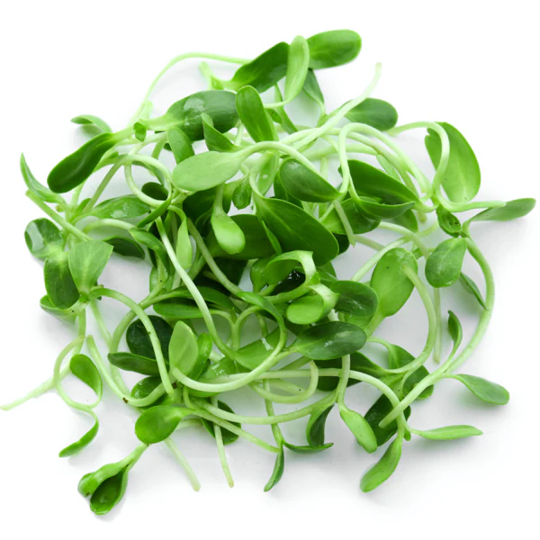 Fenugreek