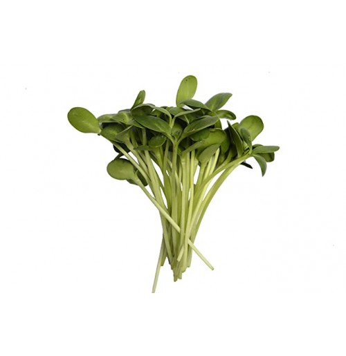 Sunflower Shoots